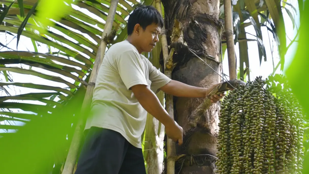 Nectar of the Rainforest